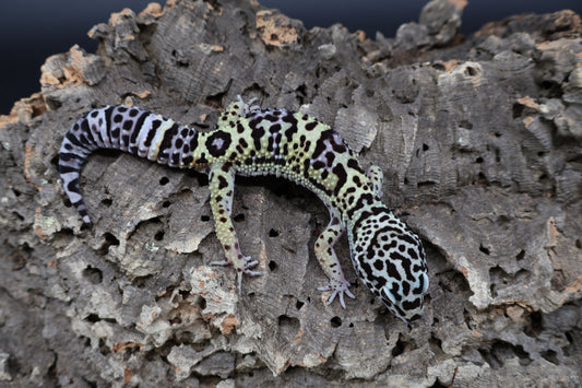 Male 75% Black Night 25% Afghanicus (D-Tier)