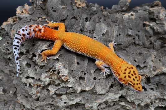 Male Mandarin Inferno White Lip Emerine 100% het Tremper Albino