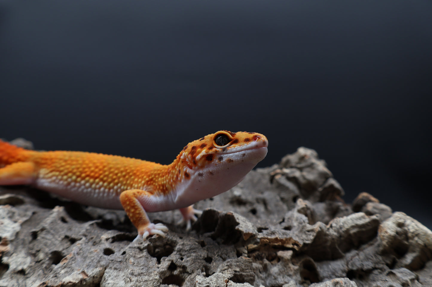 Male Mandarin Inferno White Lip Emerine 100% het Tremper Albino