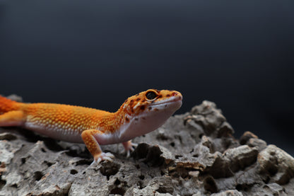 Male Mandarin Inferno White Lip Emerine 100% het Tremper Albino