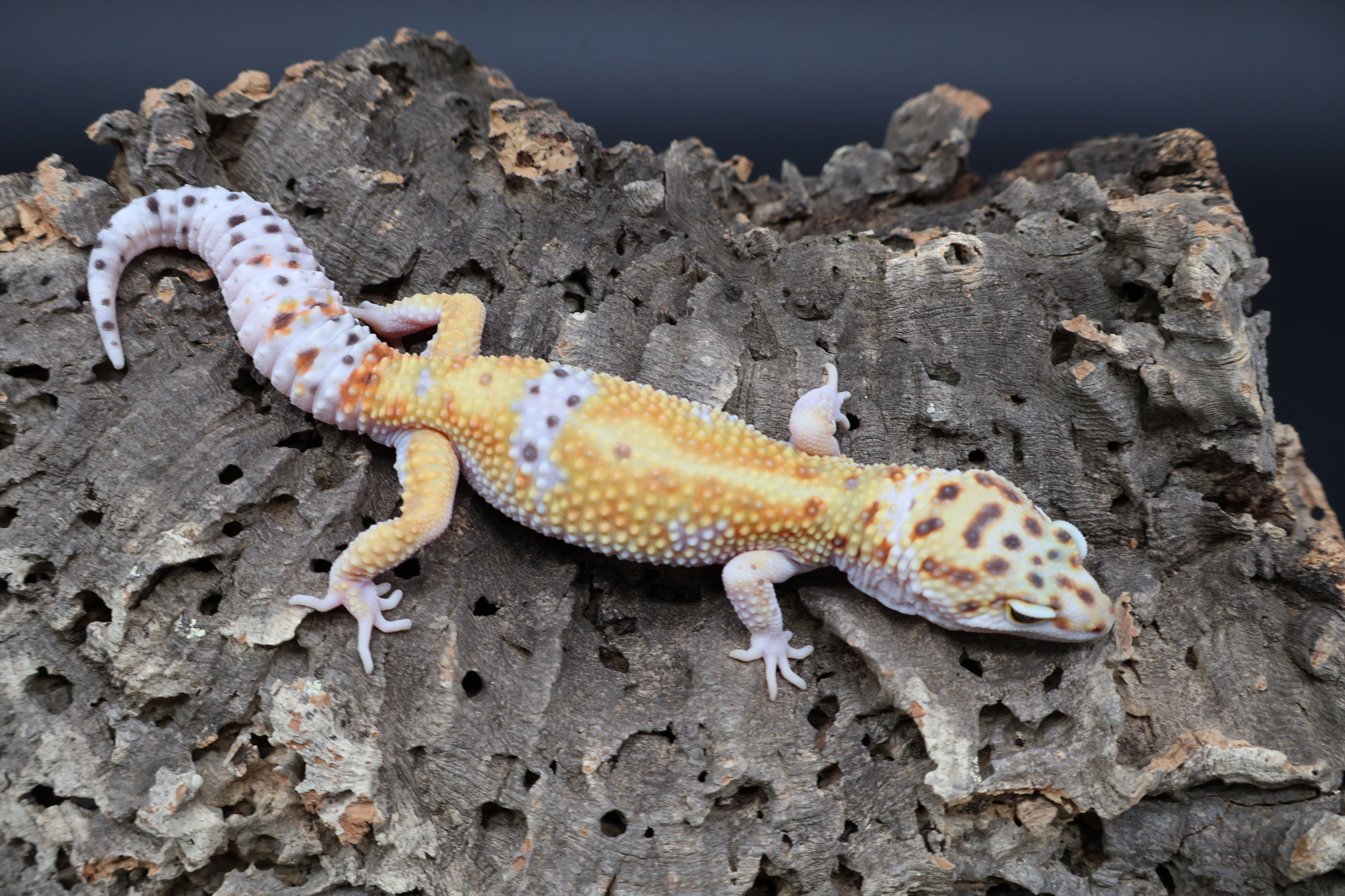 White & Yellow Leopard Geckos for Sale – Frank Cuzzolina