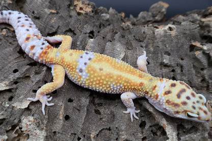 Male White & Yellow Tangerine 100% het RADAR