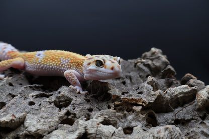 Male White & Yellow Tangerine 100% het RADAR