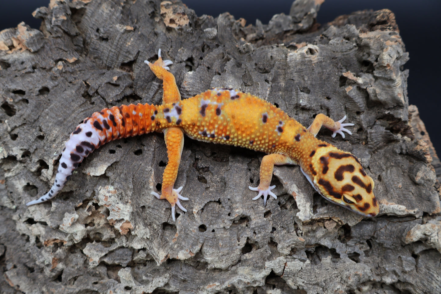 Male Tangerine Bold