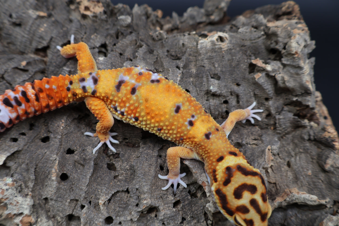 Male Tangerine Bold