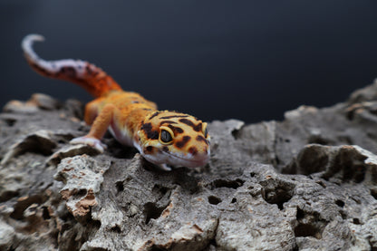 Male Tangerine Bold