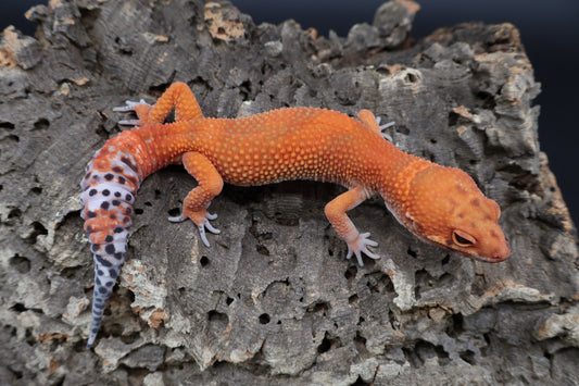 Male Red Dragon Jungle Emerine