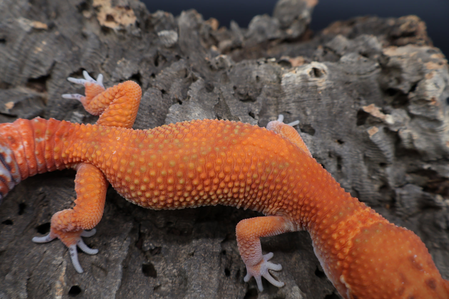 Male Red Dragon Jungle Emerine