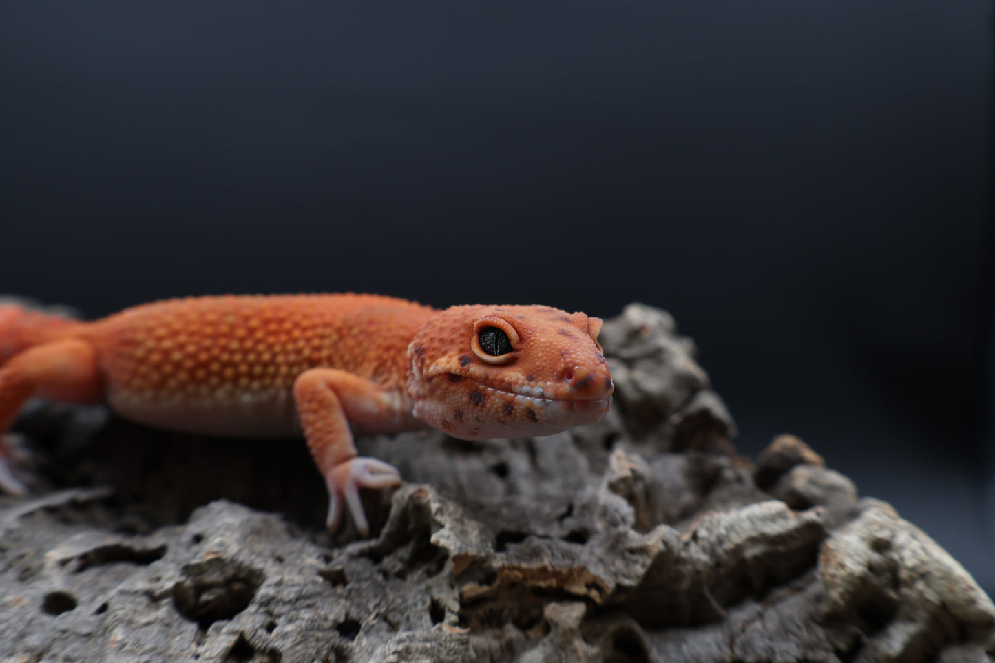 Male Red Dragon Jungle Emerine