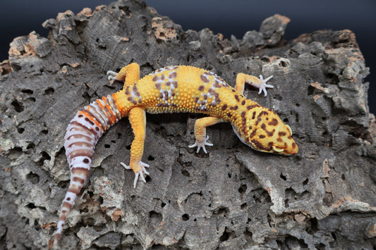 Male Tangerine Bell Albino 100% het Eclipse pos. White & Yellow
