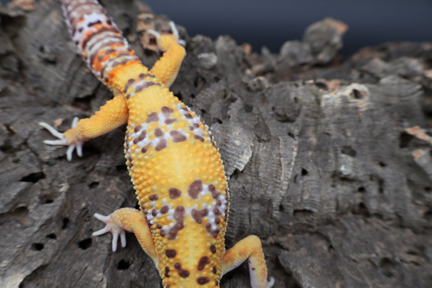 Male Tangerine Bell Albino 100% het Eclipse pos. White & Yellow