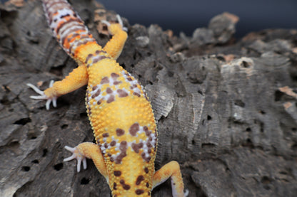 Male Tangerine Bell Albino 100% het Eclipse pos. White & Yellow