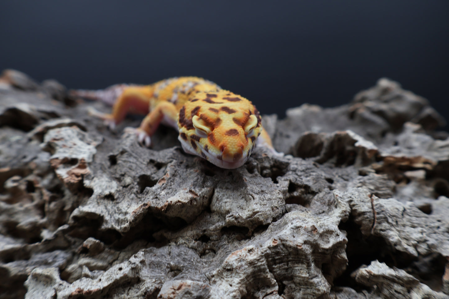 Male Tangerine Bell Albino 100% het Eclipse pos. White & Yellow