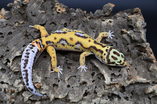 Male Fire Bold Tangerine Bold