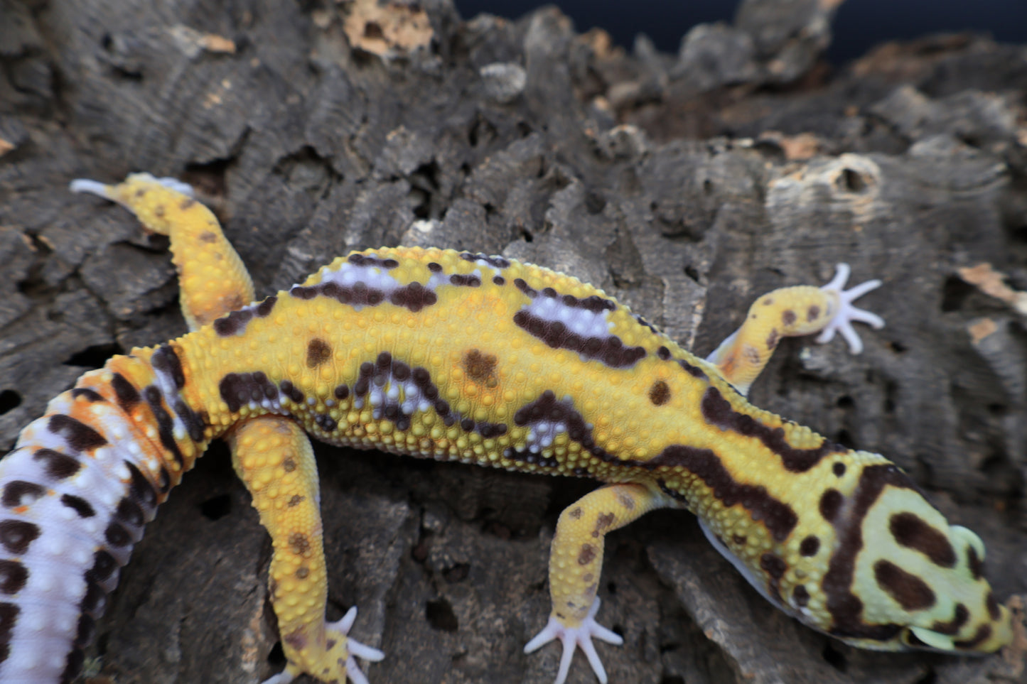 Male Fire Bold Tangerine Bold