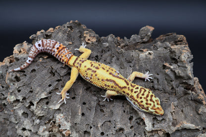 Male Tangerine Bell Albino pos. White & Yellow