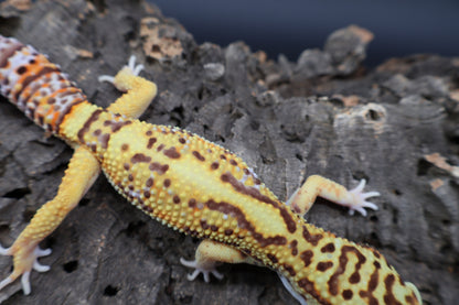 Male Tangerine Bell Albino pos. White & Yellow