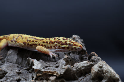 Male Tangerine Bell Albino pos. White & Yellow