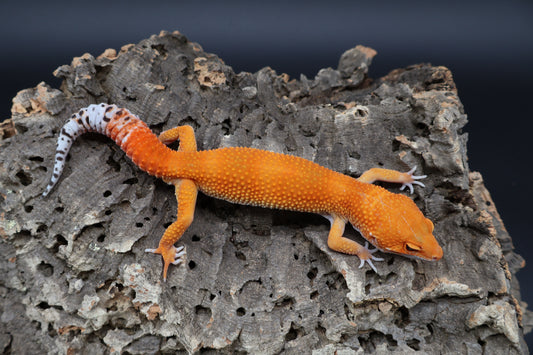 Male Mandarin Inferno Super Hypo White Lip 100% het Tremper Albino