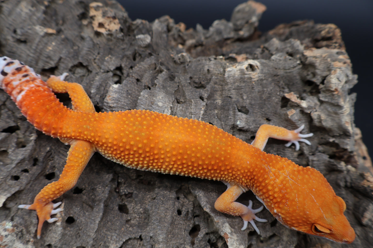 Male Mandarin Inferno Super Hypo White Lip 100% het Tremper Albino