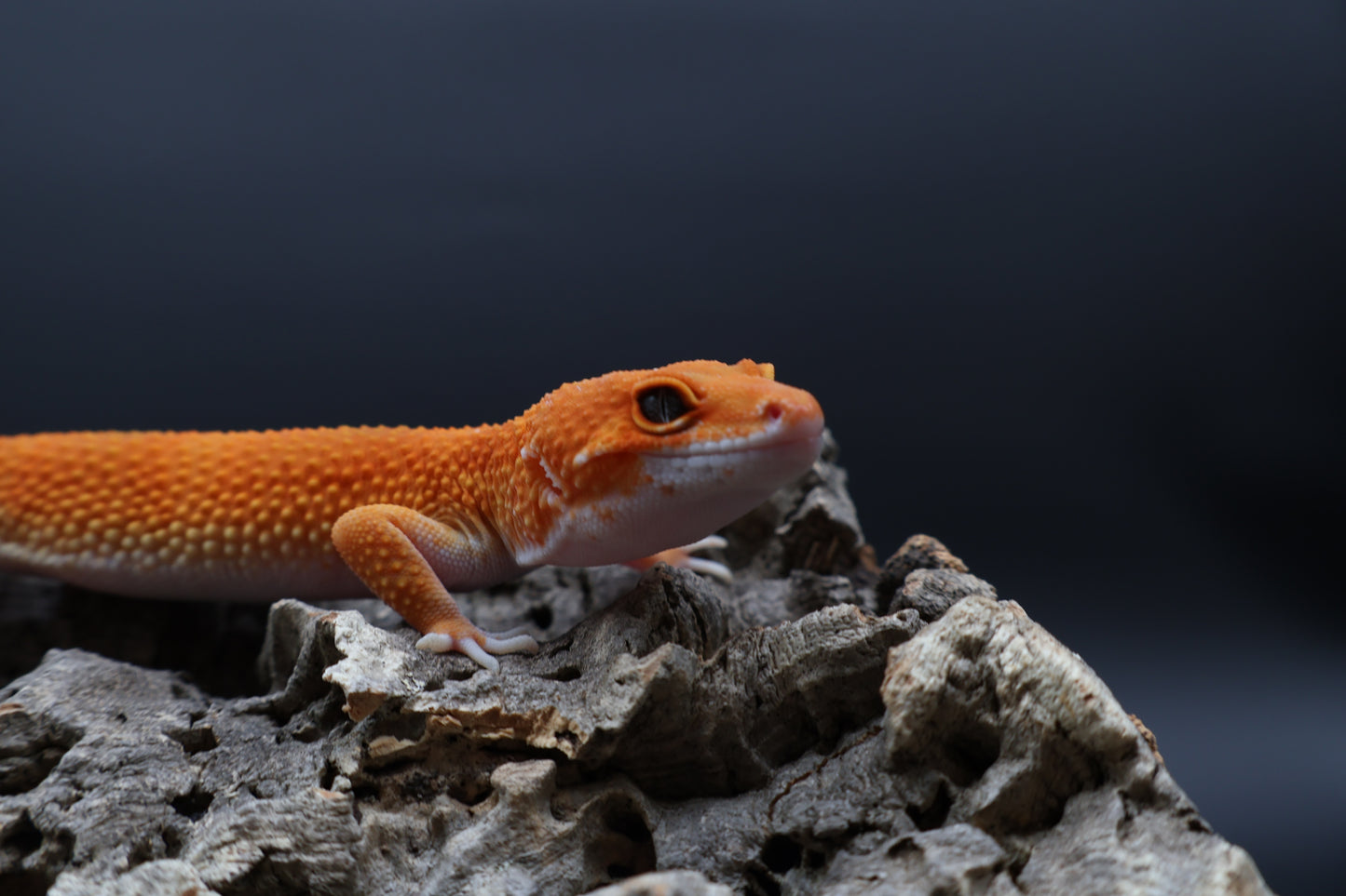 Male Mandarin Inferno Super Hypo White Lip 100% het Tremper Albino