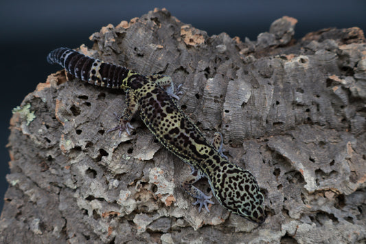 Male 75% Black Night 12.5% Afghanicus 12.5% Turcmenicus (C-Tier)(rounded tail tip)