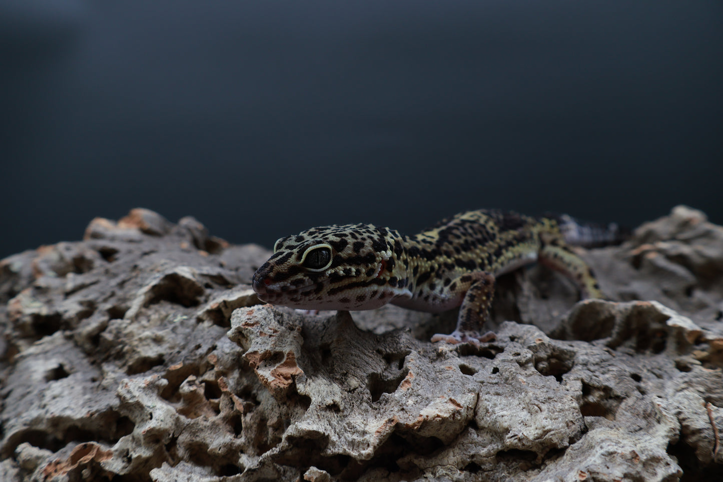 Male 75% Black Night 12.5% Afghanicus 12.5% Turcmenicus (C-Tier)(rounded tail tip)