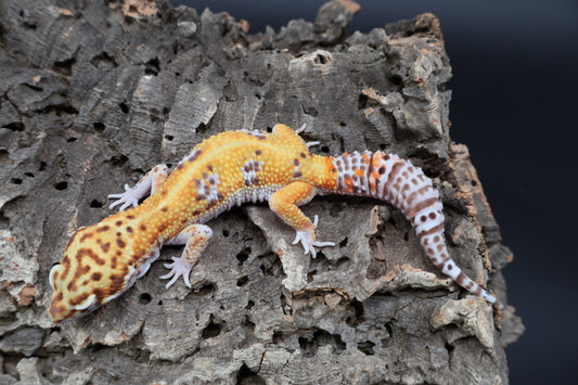 Male Tangerine Bell Albino pos. White & Yellow