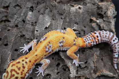 Male Tangerine Bell Albino pos. White & Yellow