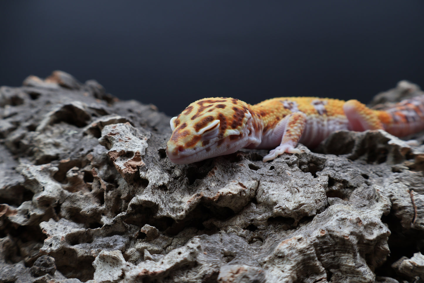 Male Tangerine Bell Albino pos. White & Yellow
