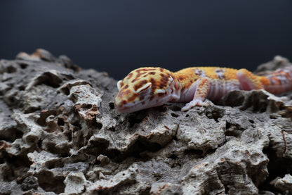 Male Tangerine Bell Albino pos. White & Yellow