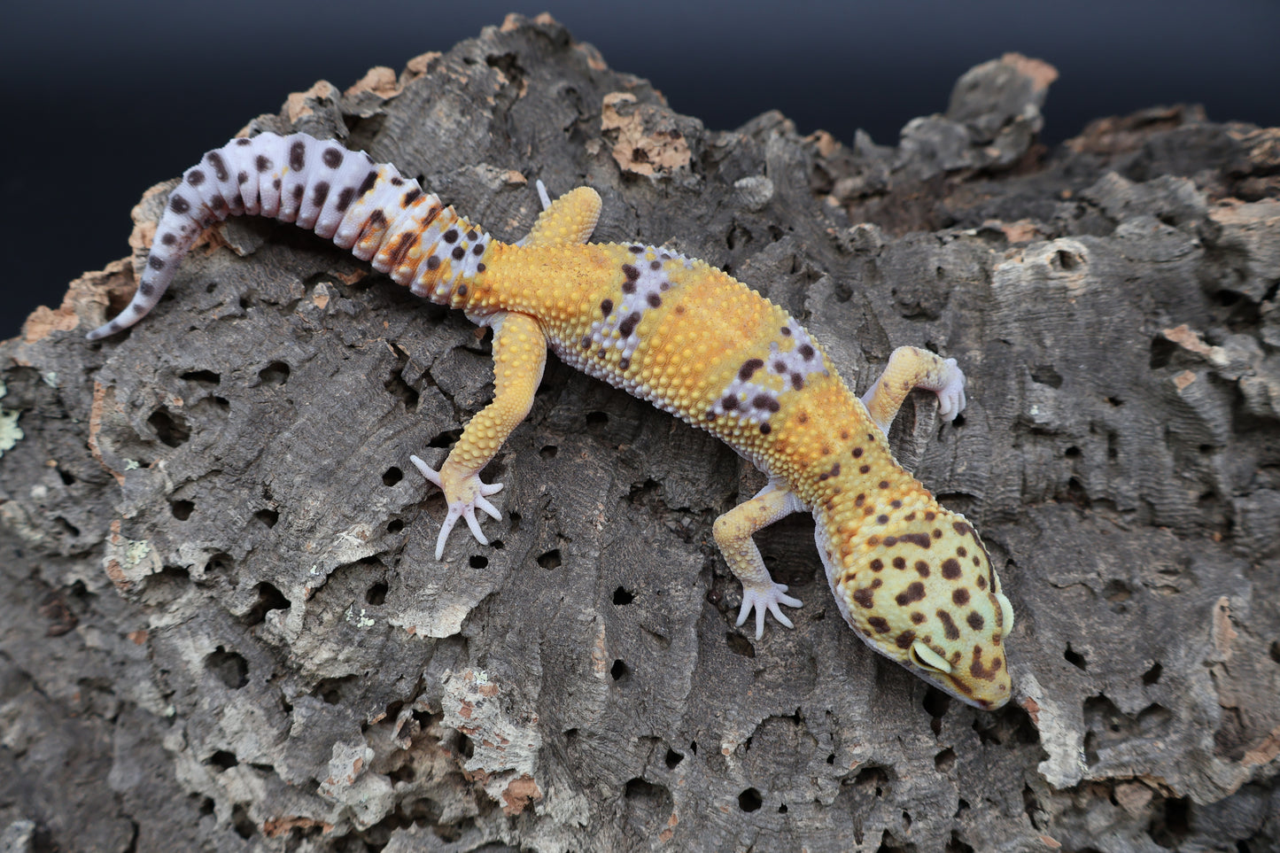 Male 100% het Cipher