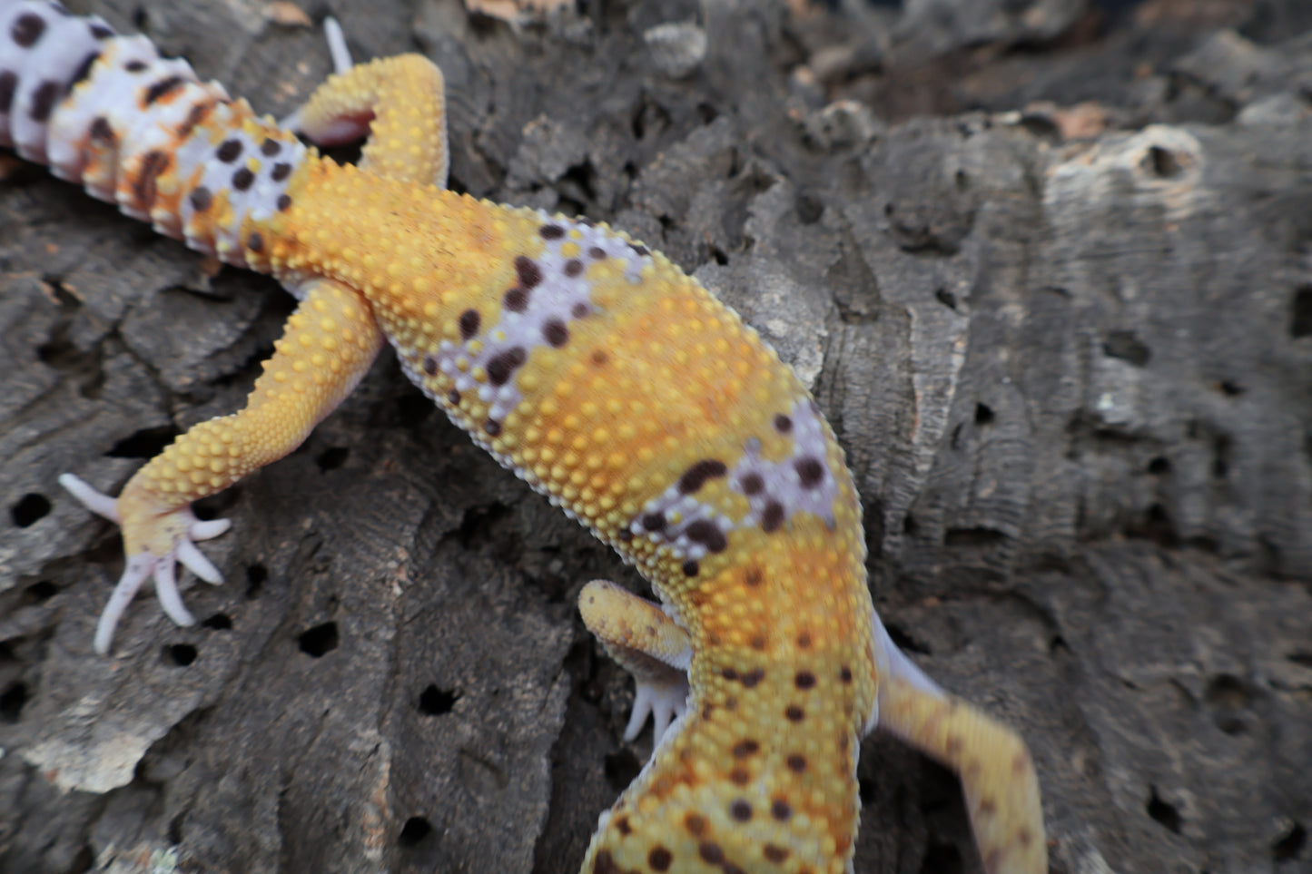 Male 100% het Cipher