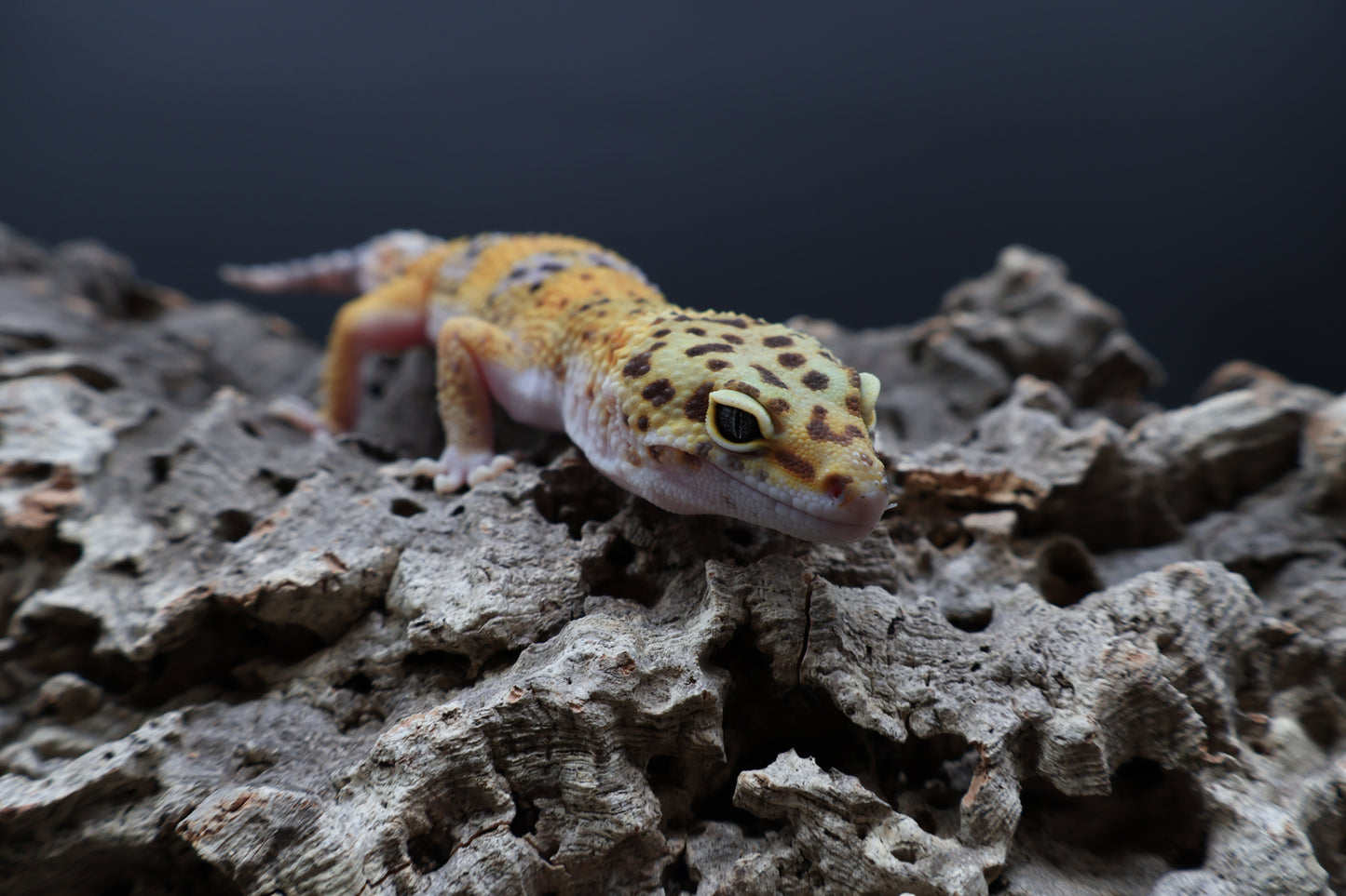 Male 100% het Cipher