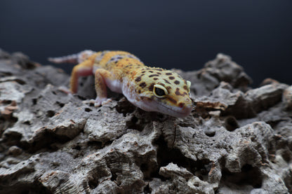 Male 100% het Cipher