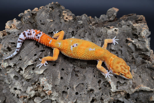 Male Clown White Spot