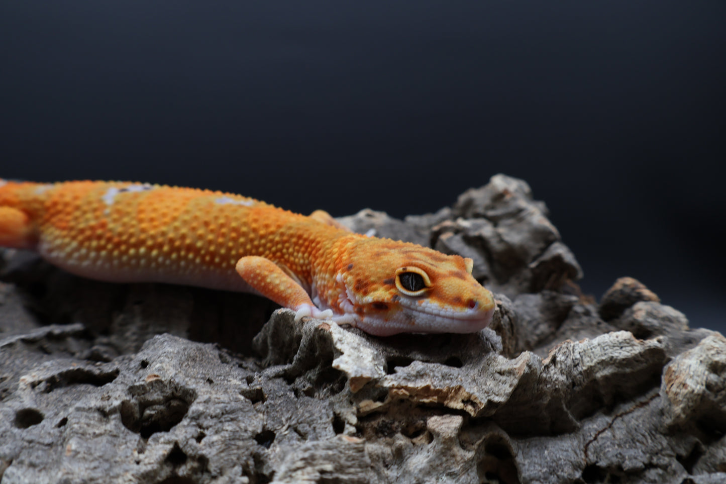 Male Clown White Spot