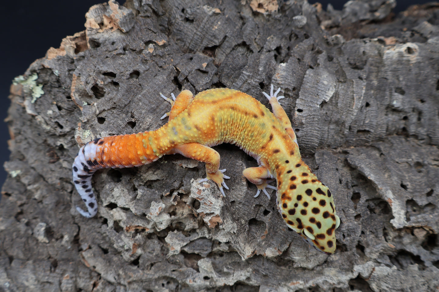 Male Clown Blood Emerine