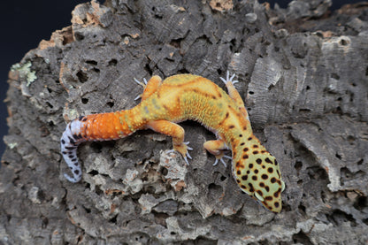 Male Clown Blood Emerine