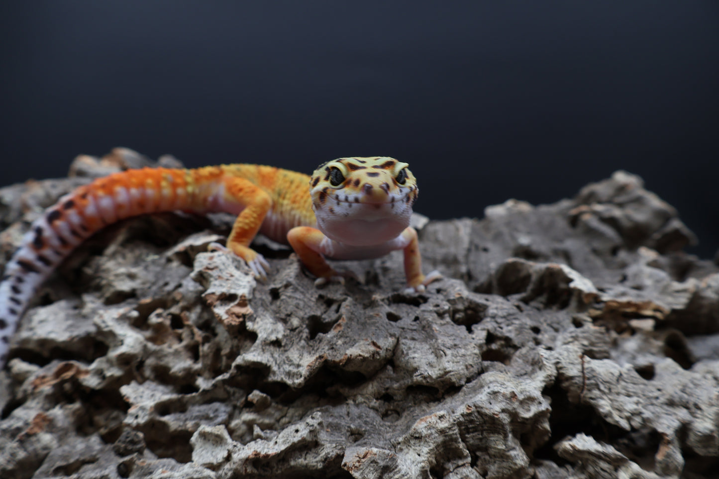 Male Clown Blood Emerine