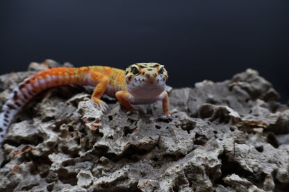 Male Clown Blood Emerine