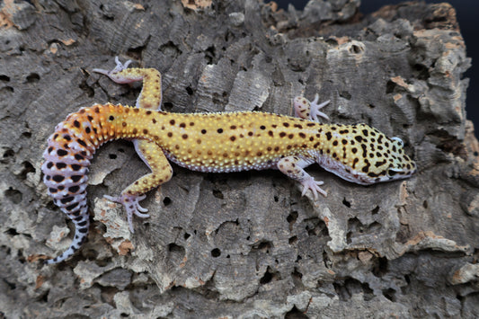 Male Cipher (solid black eyes)