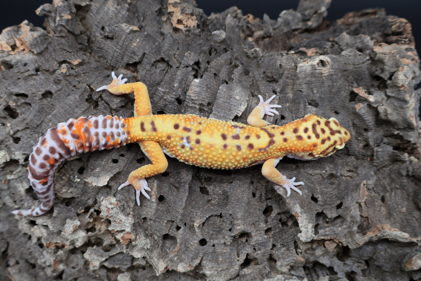 Male Tangerine Bell Albino 100% het Eclipse pos. White & Yellow