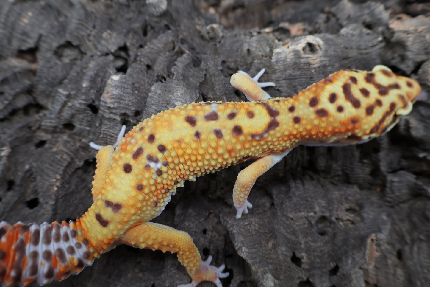 Male Tangerine Bell Albino 100% het Eclipse pos. White & Yellow
