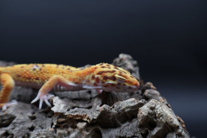 Male Tangerine Bell Albino 100% het Eclipse pos. White & Yellow