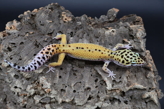 Male Cipher (solid black eyes)