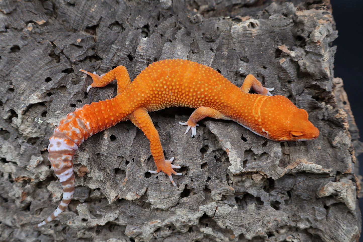 Male Mandarin Inferno White Lip Tremper Albino