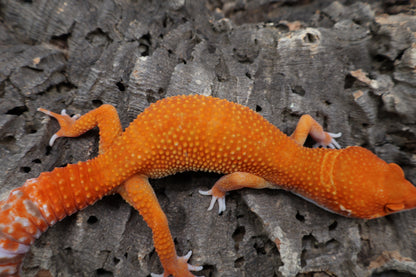 Male Mandarin Inferno White Lip Tremper Albino