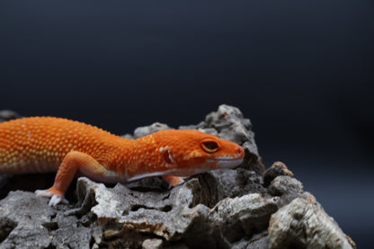 Male Mandarin Inferno White Lip Tremper Albino