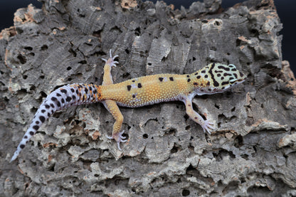 Female 100% het Cipher